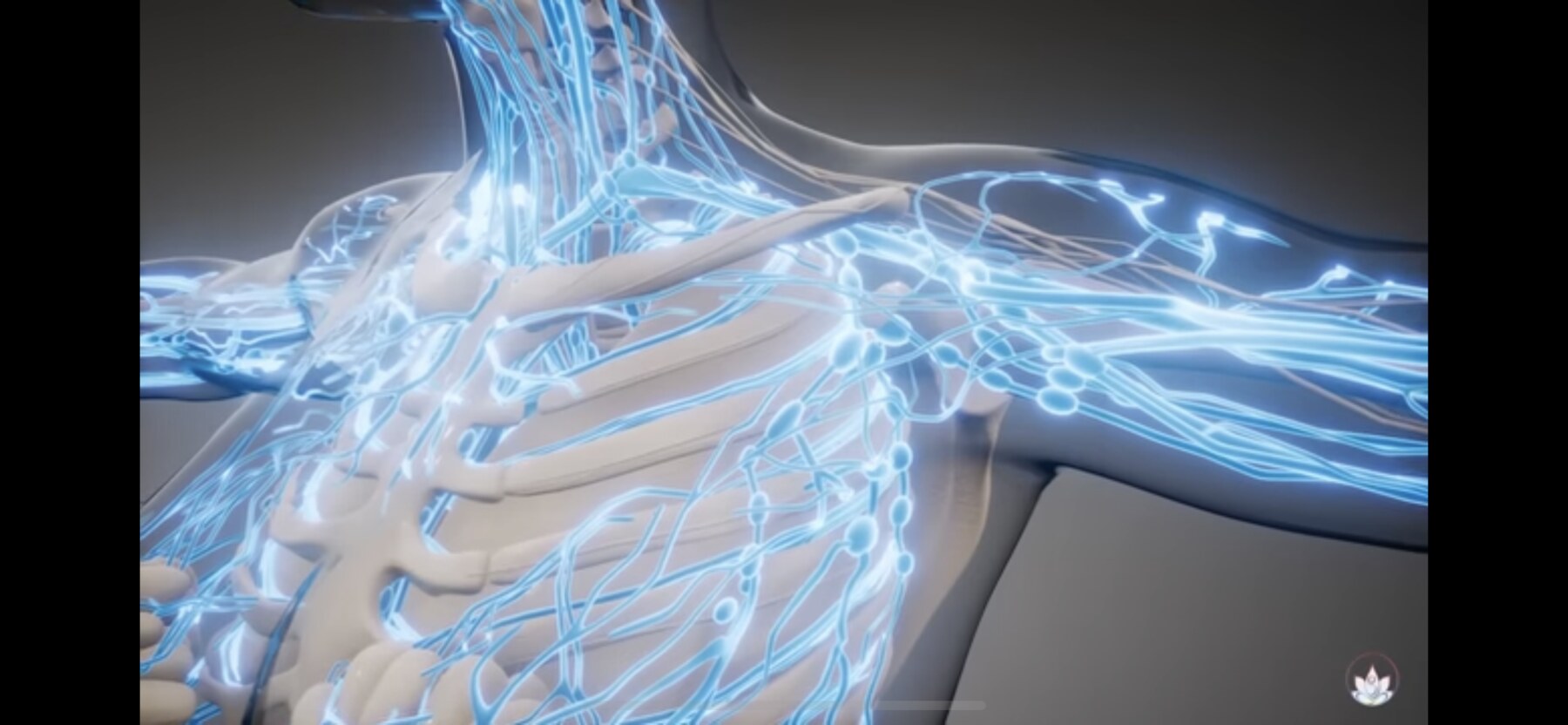 Anatomical illustration of the lymphatic system across the shoulder, neck and chest — Body Audit USA, Redmond WA
